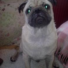 Mops Stig Helmer Himmelhund.