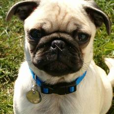 Mops Stig Helmer Himmelhund.