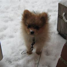 Pomeranian Tim *Død 20/4-2011* R.I.P