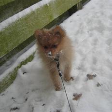 Pomeranian Tim *Død 20/4-2011* R.I.P