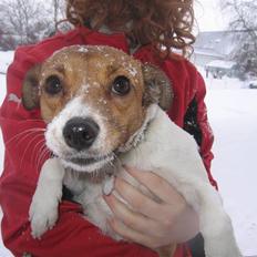 Dansk svensk gaardhund Trunte