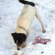 Dansk svensk gaardhund Max