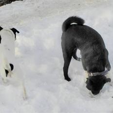 Blanding af racer Charlie