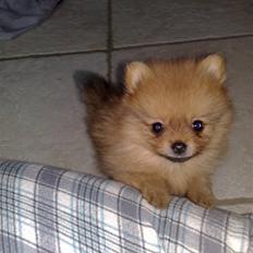 Pomeranian Homer J Junior