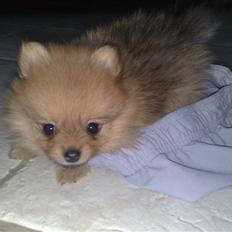 Pomeranian Homer J Junior