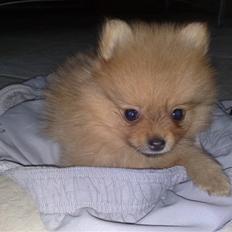 Pomeranian Homer J Junior