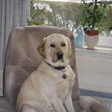 Labrador retriever Simba