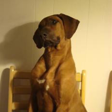 Rhodesian ridgeback Leo