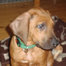 Rhodesian ridgeback Leo
