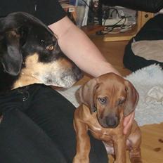 Rhodesian ridgeback Leo