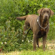 Labrador retriever Balder R.I.P.