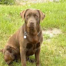 Labrador retriever Balder R.I.P.