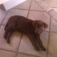 Labrador retriever Balder R.I.P.