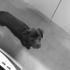 Labrador retriever Albert
