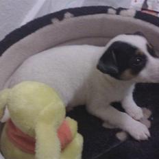 Jack russell terrier Junior 