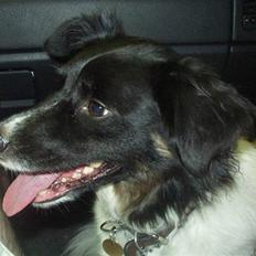 Blanding af racer Sofus