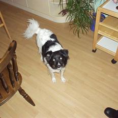 Blanding af racer Sofus