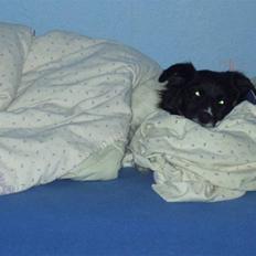 Blanding af racer Sofus