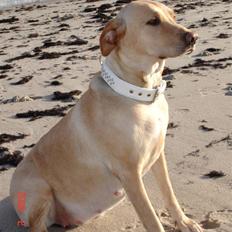 Labrador retriever Trunte