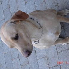 Labrador retriever Trunte