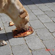 Labrador retriever Trunte