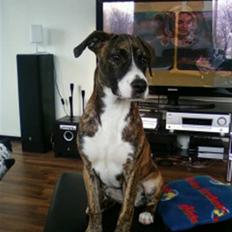 Amerikansk bulldog Fia