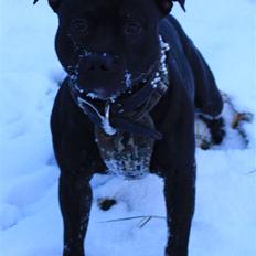 Staffordshire bull terrier Buller