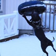 Staffordshire bull terrier Buller