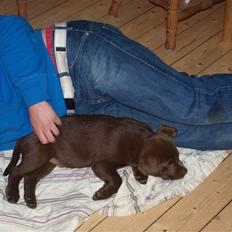 Labrador retriever Balou