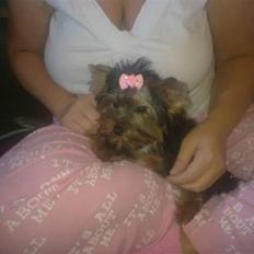 Yorkshire terrier fiona