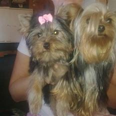 Yorkshire terrier fiona