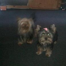 Yorkshire terrier fiona