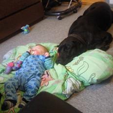 Blanding af racer Ludvig