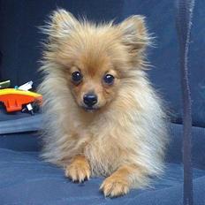 Pomeranian Tilde