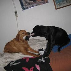 Blanding af racer Thor