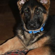 Schæferhund Hekami Turbo (Kovo)