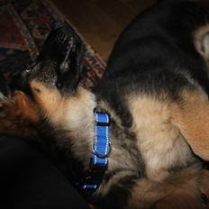 Schæferhund Hekami Turbo (Kovo)