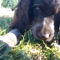 Tysk wachtelhund Pinie