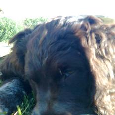 Tysk wachtelhund Pinie