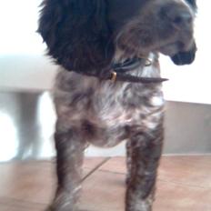 Tysk wachtelhund Pinie