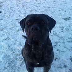 Cane corso Tøffe