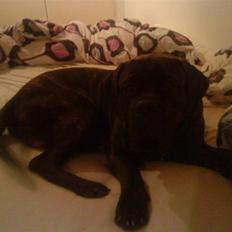Cane corso Tøffe