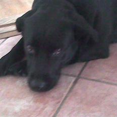 Labrador retriever Chili