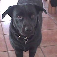 Labrador retriever Chili