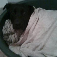 Labrador retriever Chili