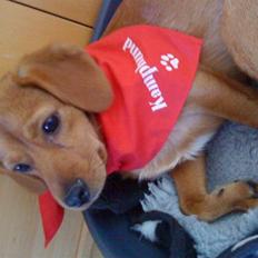 Blanding af racer Buster