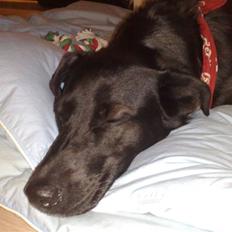 Blanding af racer Anja