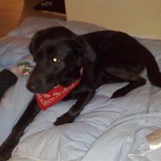 Blanding af racer Anja