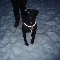 Amerikansk staffordshire terrier Bartok