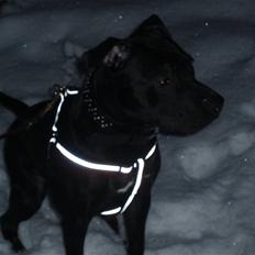 Amerikansk staffordshire terrier Bartok